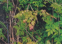 ���}���~�W�A�i�i�J�}�h�̈琬��