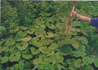 �{�H��5�N�ߌi