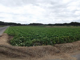 �n��̉c�_��(�T�c�}�C����)