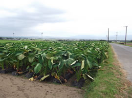 �n��̉c�_��(�T�g�C����)